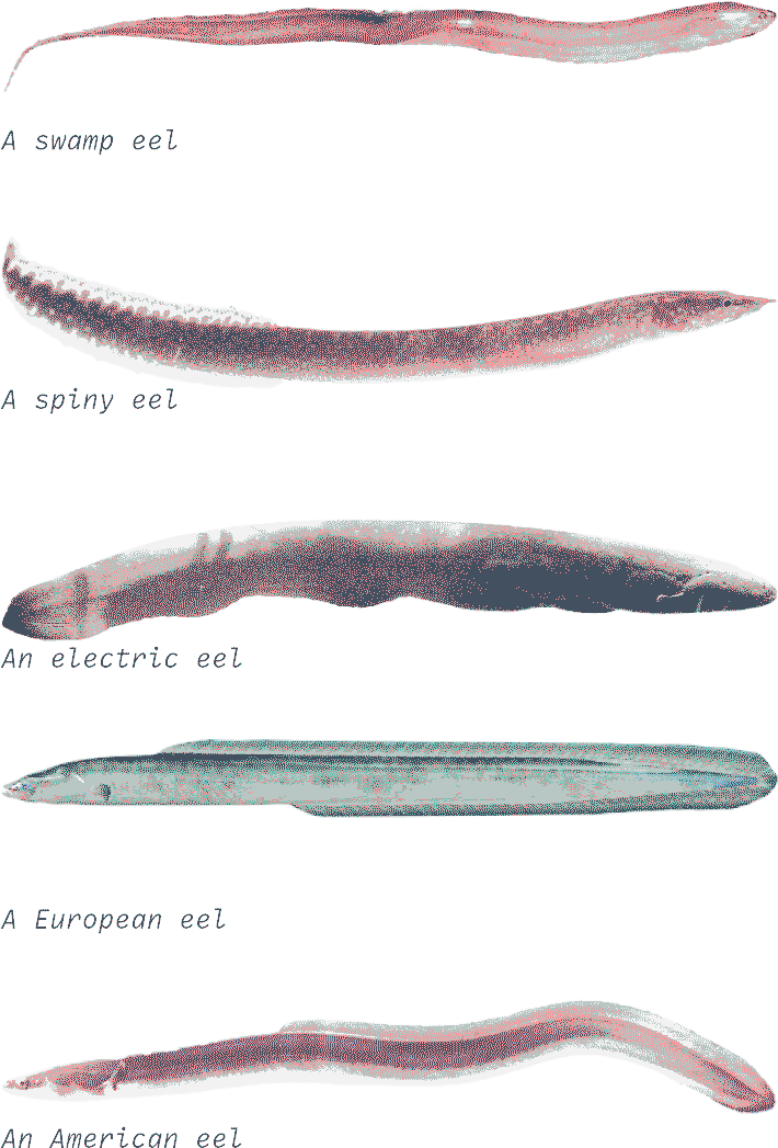 Diverse species, lacking taxonomical relevance, are collectively referred to as eels.